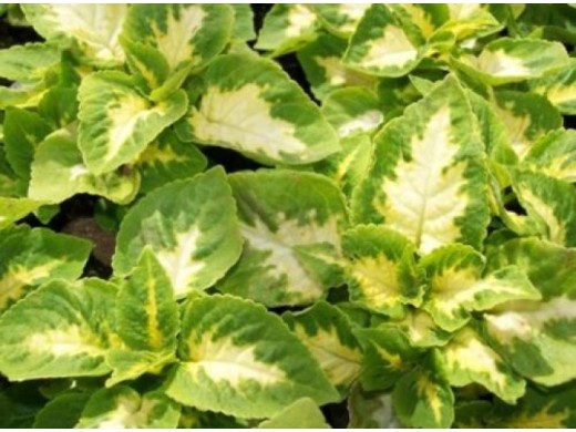 Колеус Колеус