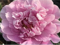 Пион молочноцветковый 