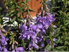 Колокольчик Колокольчик