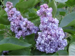 Сирень обыкновенная Сирень обыкновенная