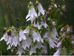 Колокольчик гибридный Колокольчик гибридный