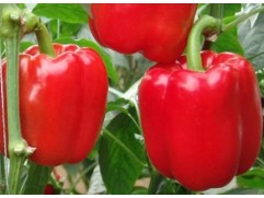 Перец сладкий 