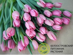 Тюльпан сорт 