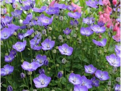 Колокольчик карпатский Колокольчик карпатский