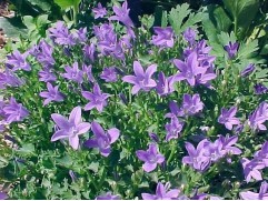 Колокольчик Пожарского Колокольчик Пожарского