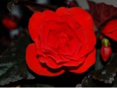 Бегония клубневая 