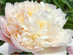 Пион молочноцветковый 