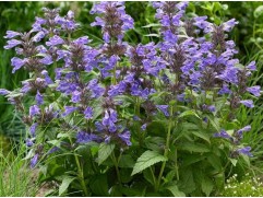 Котовник жилковатый 