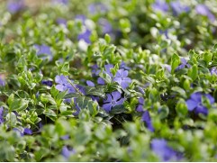 Барвинок малый Барвинок малый