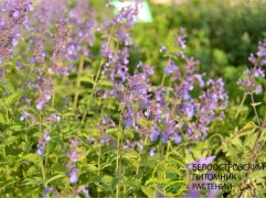 Котовник Фассена 