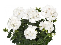 Пеларгония зональная Пеларгония зональная