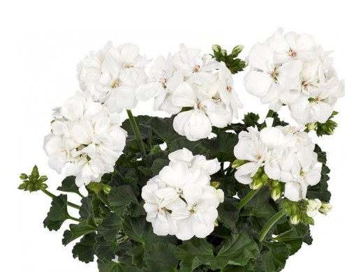 Пеларгония зональная Пеларгония зональная