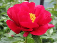 Пион молочноцветковый 