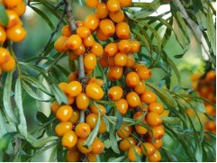 Облепиха 