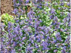 Котовник Фассена 