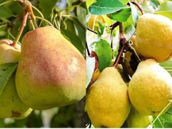 Груша дерево-сад 