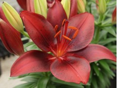 Лилия азиатская Лилия азиатская