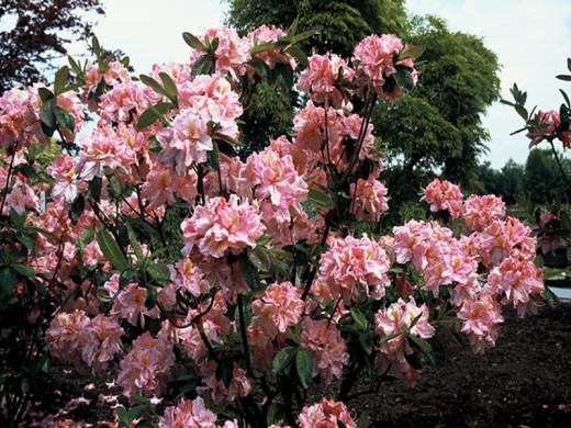 Рододендрон листопадный (азалия) Рододендрон листопадный (азалия)