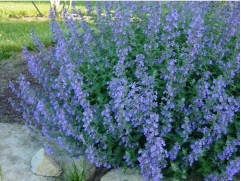 Котовник Фассена 