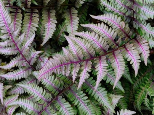 Кочедыжник ниппонский Кочедыжник ниппонский