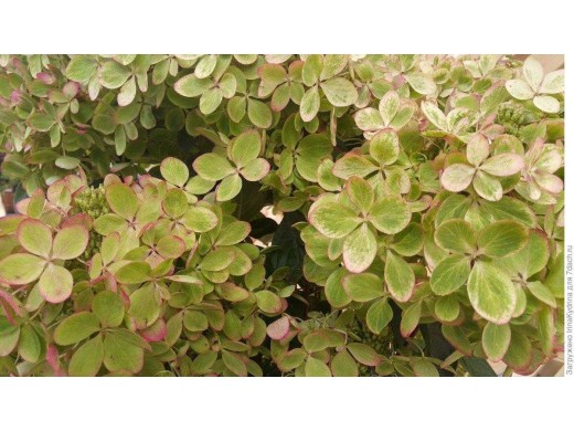 Гортензия метельчатая Гортензия метельчатая