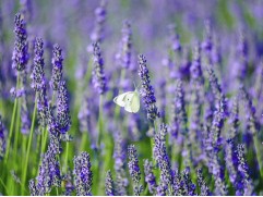 Лаванда узколистная 