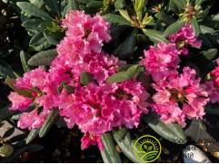 Рододендрон гибридный 