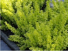 Барбарис Тунберга 