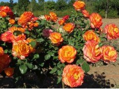 Роза флорибунда 