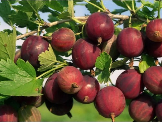 Крыжовник Крыжовник