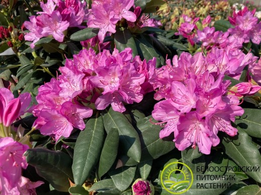 Рододендрон катевбинский 