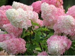 Гортензия метельчатая 