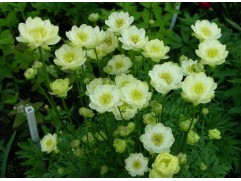 Купальница 