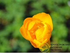 Купальница 