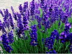 Лаванда узколистная 