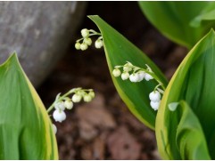 Ландыш майский 