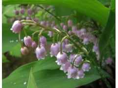 Ландыш майский 