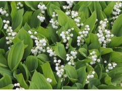 Ландыш майский 