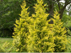 Туя западная 