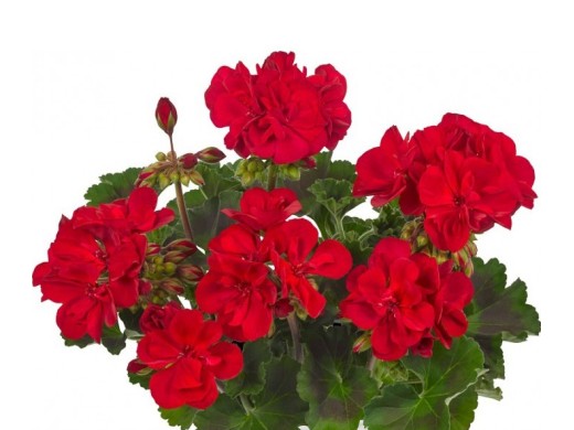 Пеларгония зональная Пеларгония зональная