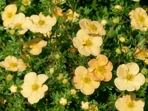 Лапчатка кустарниковая Лапчатка кустарниковая