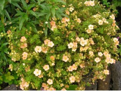 Лапчатка кустарниковая Лапчатка кустарниковая