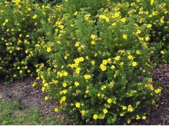 Лапчатка кустарниковая Лапчатка кустарниковая