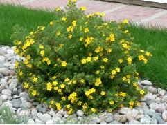 Лапчатка кустарниковая Лапчатка кустарниковая