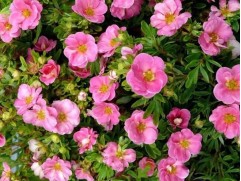 Лапчатка кустарниковая Лапчатка кустарниковая