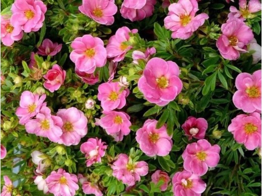 Лапчатка кустарниковая Лапчатка кустарниковая