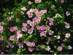 Лапчатка кустарниковая Лапчатка кустарниковая