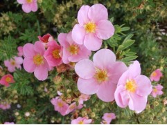 Лапчатка кустарниковая Лапчатка кустарниковая