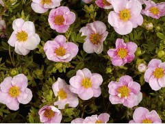 Лапчатка кустарниковая Лапчатка кустарниковая