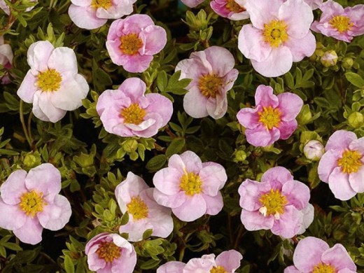 Лапчатка кустарниковая Лапчатка кустарниковая